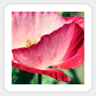 Red Poppy in Sunlight Sticker